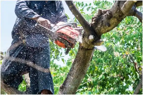 tree services Douglassville